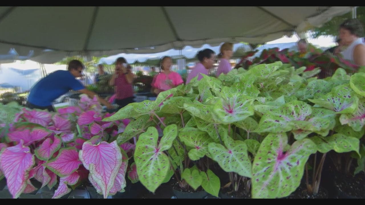 Annual Caladium Festival highlights beauty of plant Annual Caladium Festival highlights beauty of plant