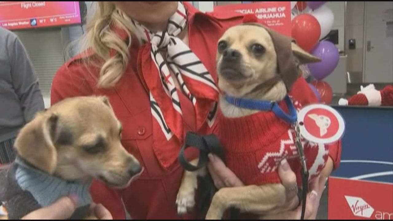 Virgin America Teams With Animal Rescuers For Operation Chihuahua Airlift