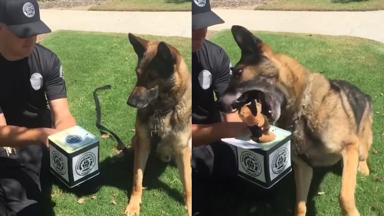 German shepherd jack 2025 in the box