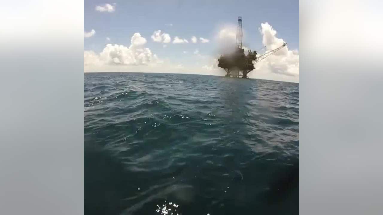 WATCH: Tiger shark vs. hammerhead | FOX 13 Tampa Bay