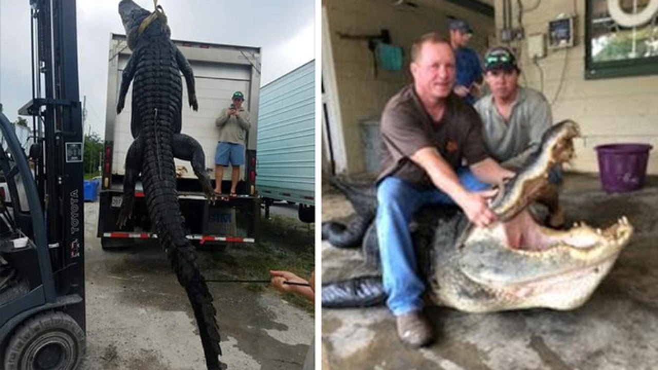 Giant alligator nabbed in Florida panhandle weighs nearly ...