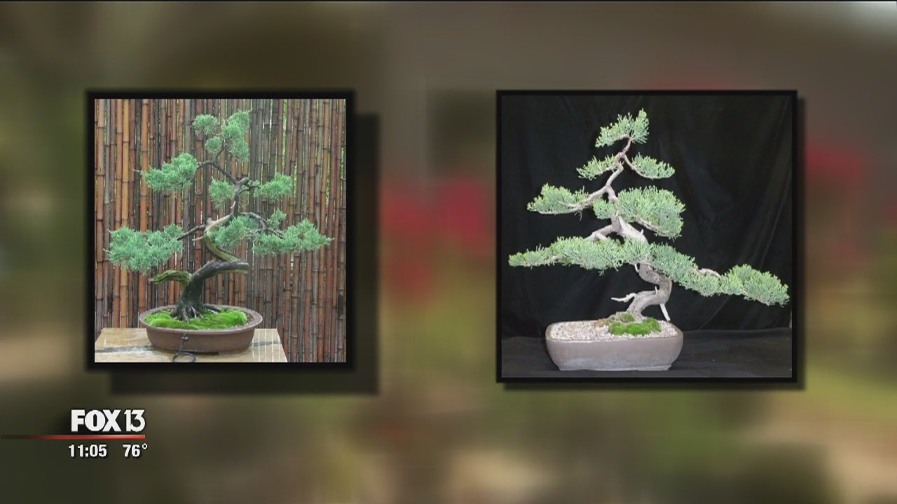 Thieves Steal Bonsai Trees Worth 7 500