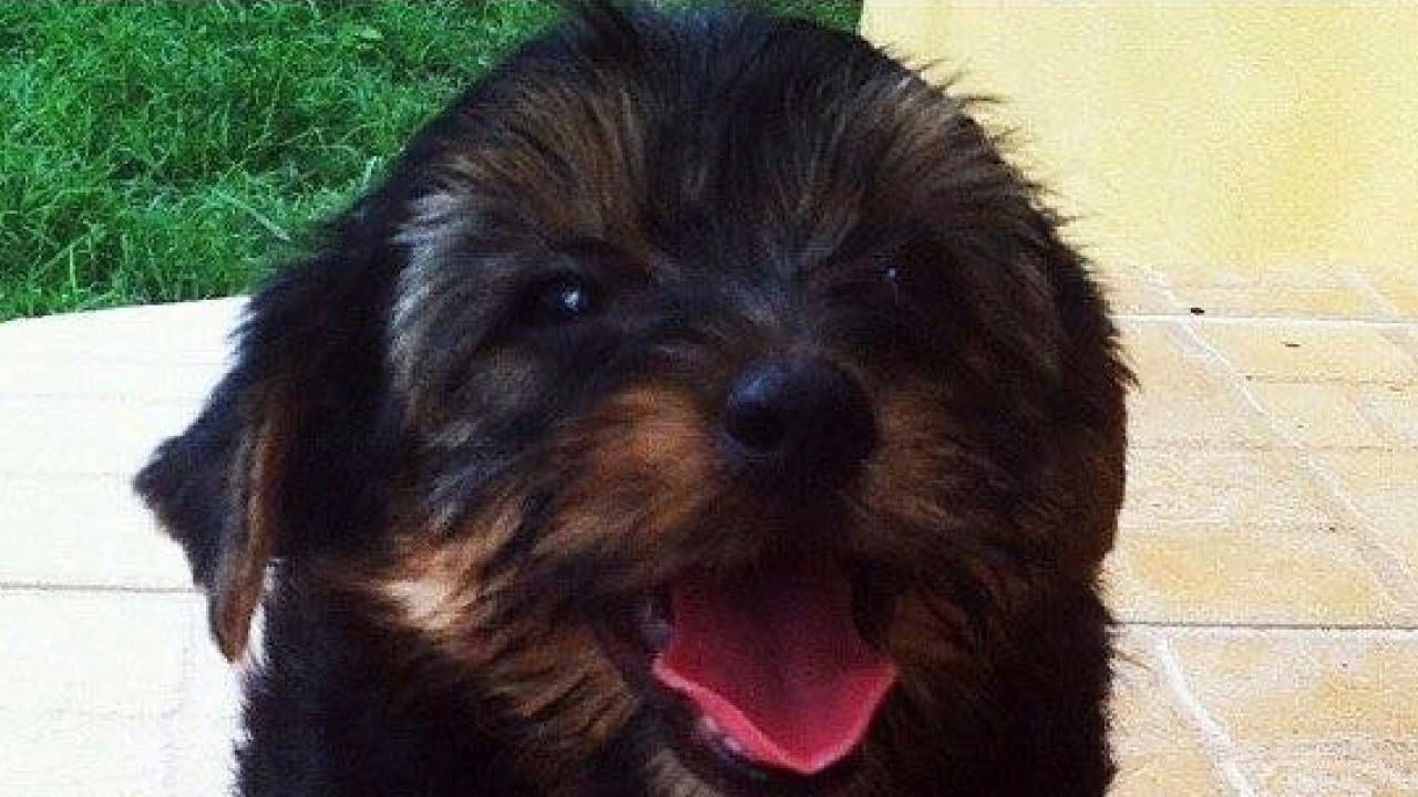 red tri puppy