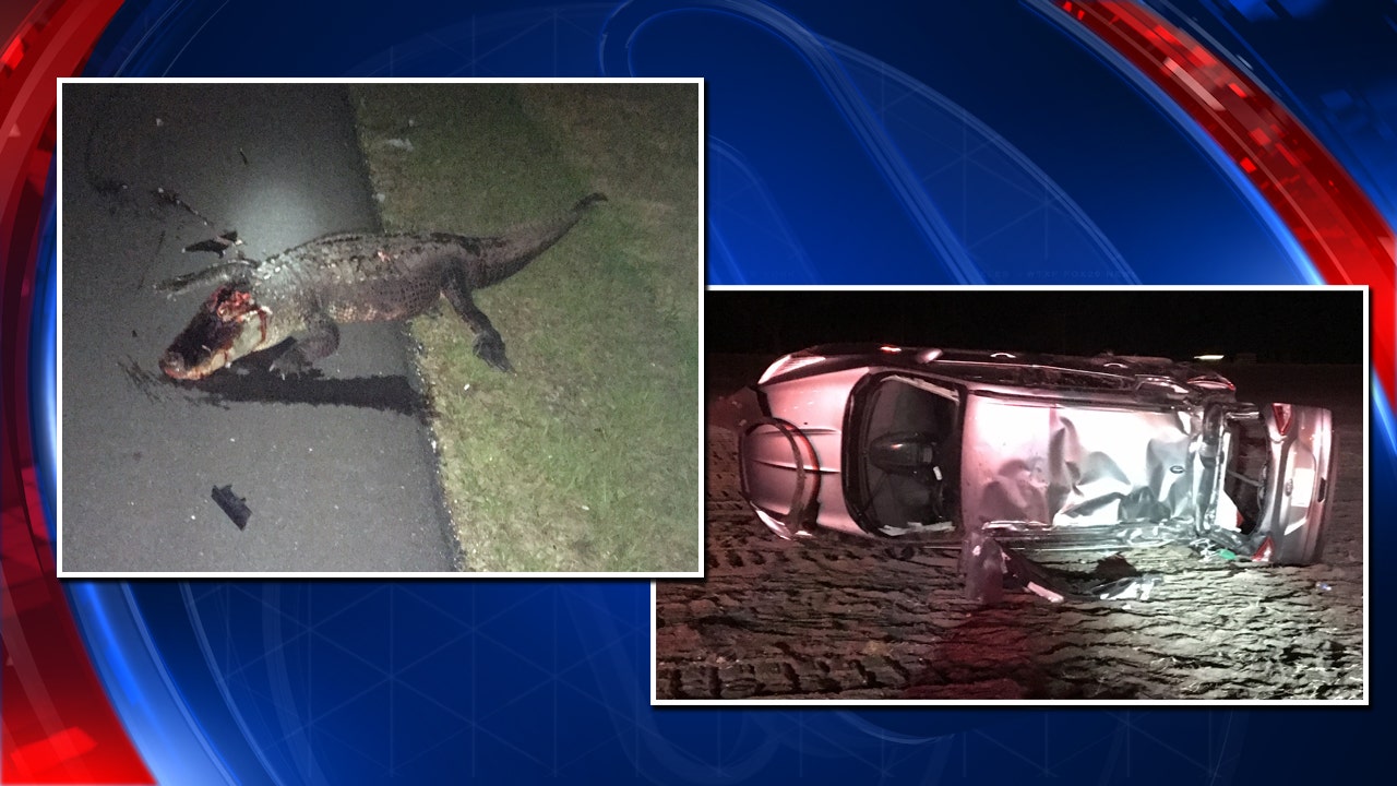 Car hits gator on I-75, flips multiple times