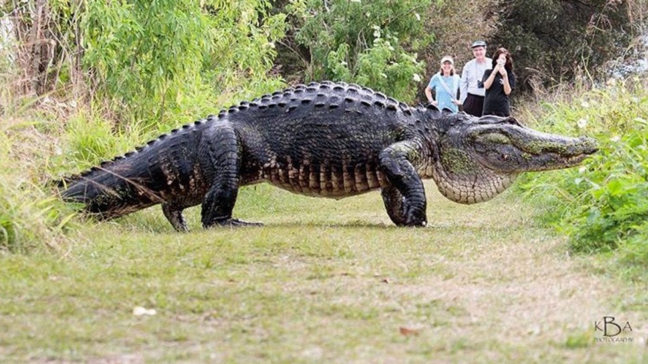 Gargantuan Alligator Is Big Draw After Viral Video | FOX 13 Tampa Bay