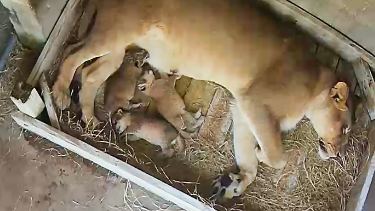 Naples Zoo celebrates its first lion birth in 30 years