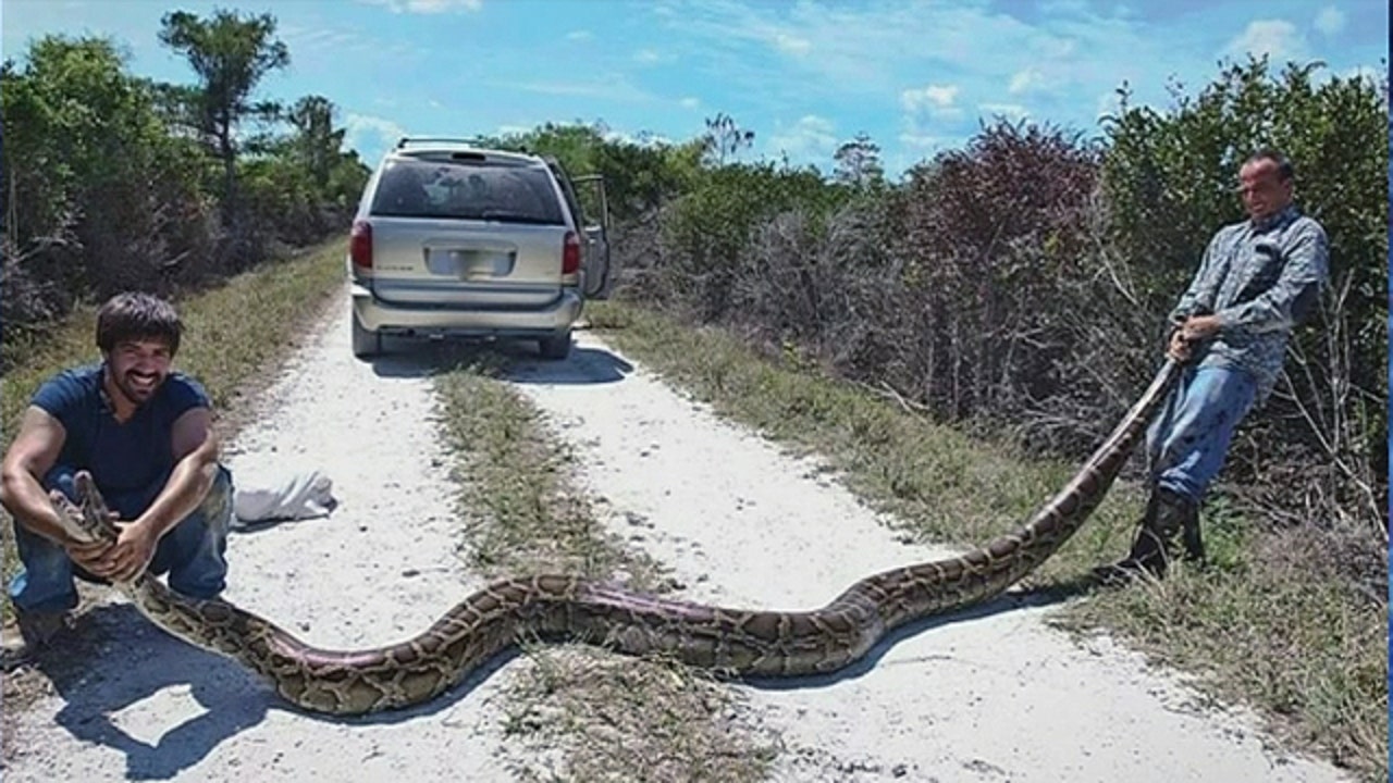 Florida doubles python hunters as over 1,000 apply for hourly wage job