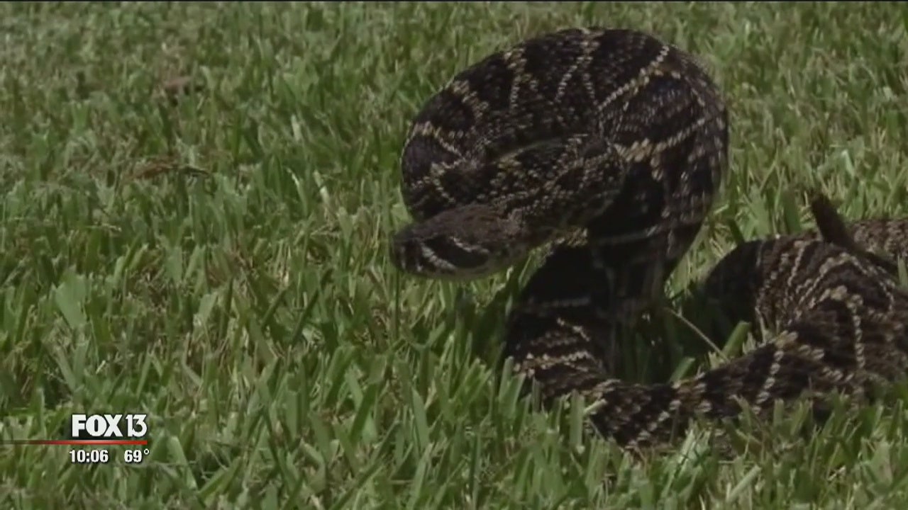 Rattlesnakes are on the move, experts warn