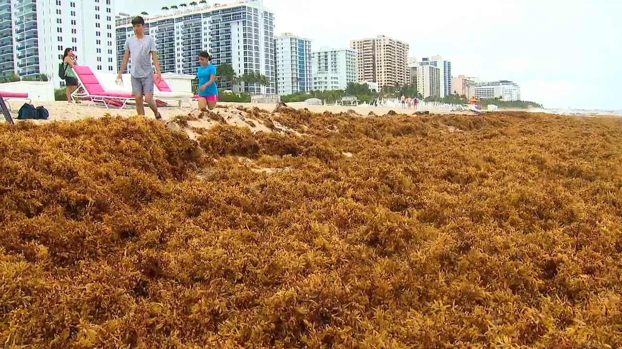 South Florida may spend millions to remove seaweed invading beaches