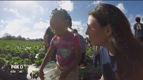 Plant City students form bonds over berries