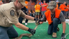 FWC program lets teens join the python hunt