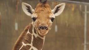 Busch Gardens welcomes new baby giraffe, Angel