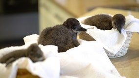 Fluffy penguin chicks welcomed at Busch Gardens Tampa Bay