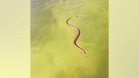 Snake swimming in Gulf of Mexico brought to shore by canoeist
