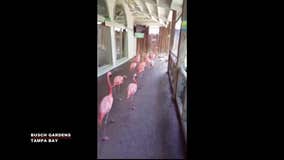 Flamingos take shelter at Busch Gardens