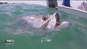 New trackers help us understand and protect tarpon