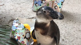 Penguins celebrate first birthday at ZooTampa