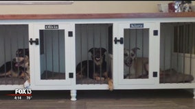 Made in Tampa Bay: Custom doggy decor made in Sarasota