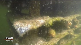 Marine scientist creates mini reef to filter Bay Area waterways