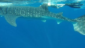 Video: Spearfishing trip turned into underwater adventure with whale shark