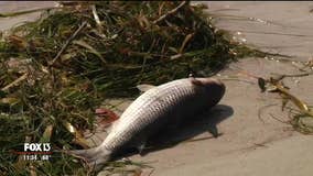 Volunteers needed for study of red tide's impact on humans