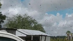 Videos: Lovebugs swarm in Sebring