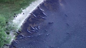 'Deep Hole' is where the gators gather at Myakka River State Park