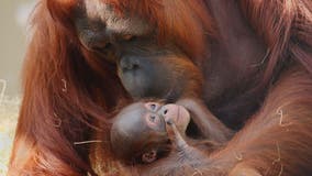 Adorable baby orangutan born at Busch Gardens