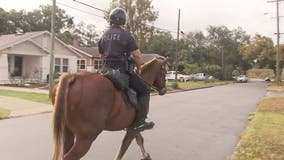 Police patrol Seminole Heights on horseback