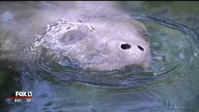 ZooTampa internal investigation finds vet did not mistreat manatees