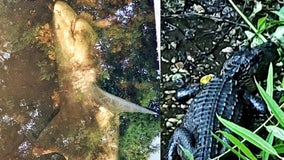 Florida deputies spot shark and gator in the same creek