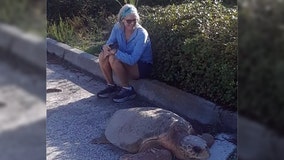 Loggerhead turtle rescued after wandering off beach at Fort De Soto Park