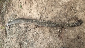 Nearly 14-foot python found hit and killed in Manatee County