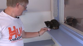 Humane Society of Pinellas volunteer, known as the 'Cat Whisperer,' gets award