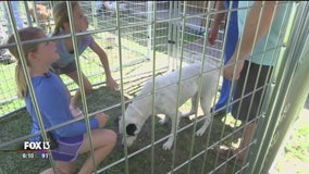Massive pet adoption event being held in Brooksville