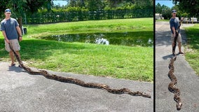 Nearly 18-foot Burmese python captured in South Florida