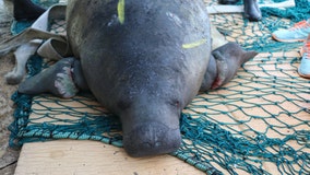 Florida congressman urges feds to reverse decision to downgrade manatees from 'endangered' to 'threatened'