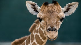 Baby giraffe born at Busch Gardens