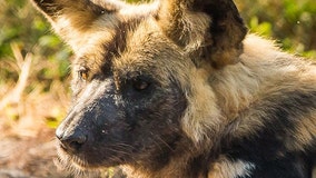 ZooTampa: Layla, mother of 7 endangered African painted pups, passes away