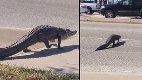 Gator stops traffic to cross Pinellas Park street