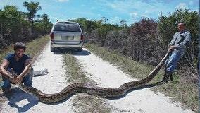 Slithery milestone: 5,000 pythons captured in Florida Everglades