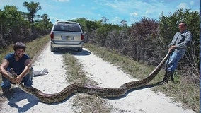 Florida doubles python hunters as over 1,000 apply for hourly wage job with bounty incentives
