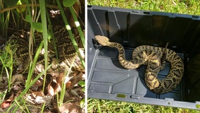 Diamondback rattlesnake removed from Wesley Chapel man's backyard