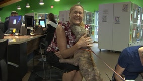 Dog rescued from I-275 getting second chance at life