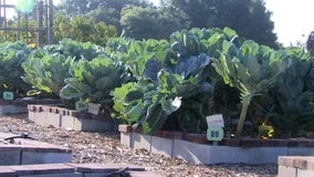'Seeds of Faith' feed the hungry with community garden