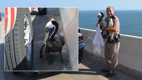 Injured pelican wandering in Skyway Bridge traffic rescued by troopers