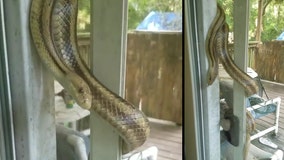 Knock, knock: snake wraps itself around Florida home's porch door
