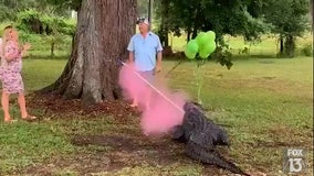 Pet alligator helps trapper's family reveal 10th baby's gender