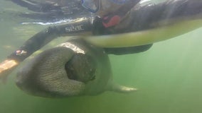 Manatee hugs snorkeler in Crystal River