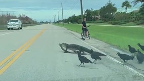 Gator, vultures stop traffic to cross South Florida road